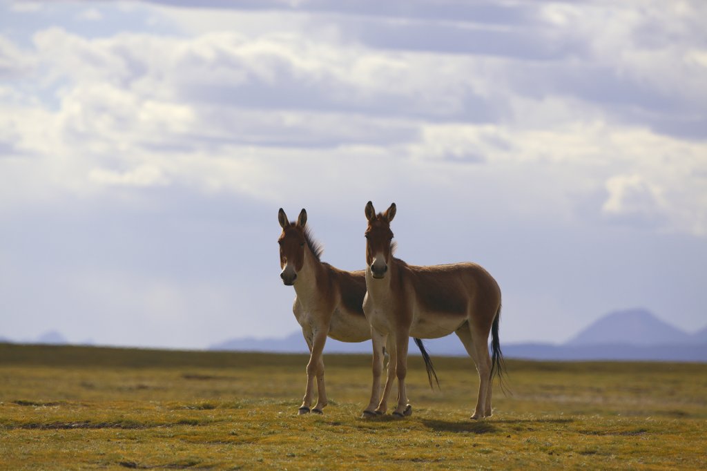 Tibetan wild ass. Sanjiangyuan National Park. Photographer Lei Dong..jpg