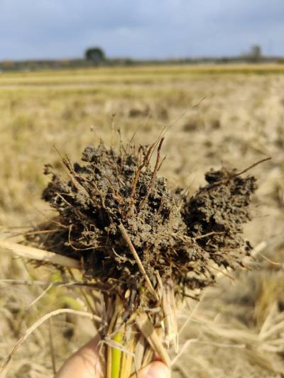 Rice roots with iron plaque, from Yuefengdao Organic Farm, 11/23/2022