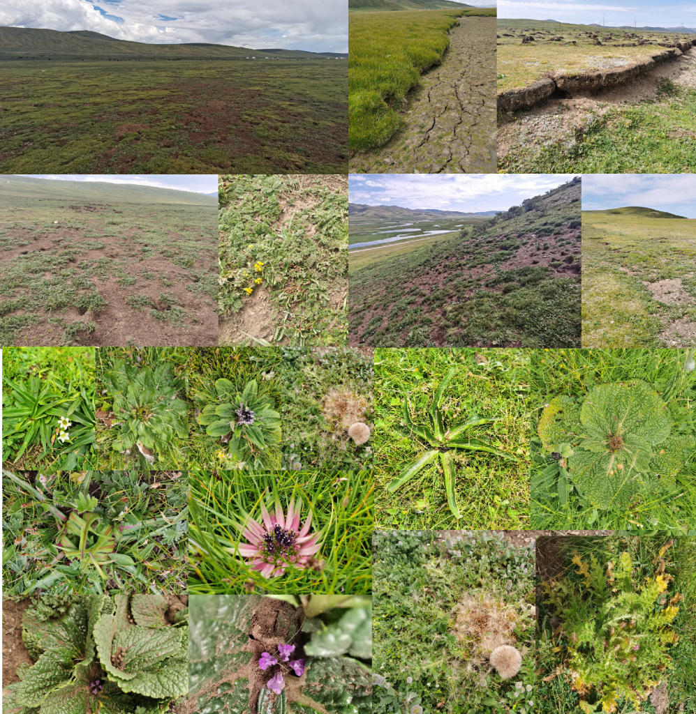 grassland and ground species in QTP.png
